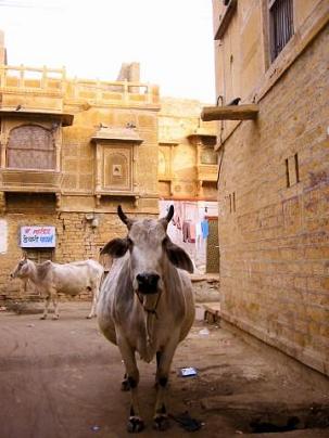 india16_r.jpg